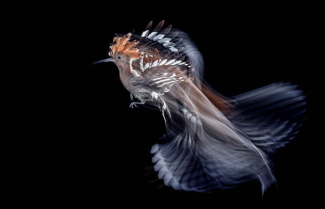 Hoopoe (Upupa epops) in flight, Salamanca, Castilla y Leon, Spain