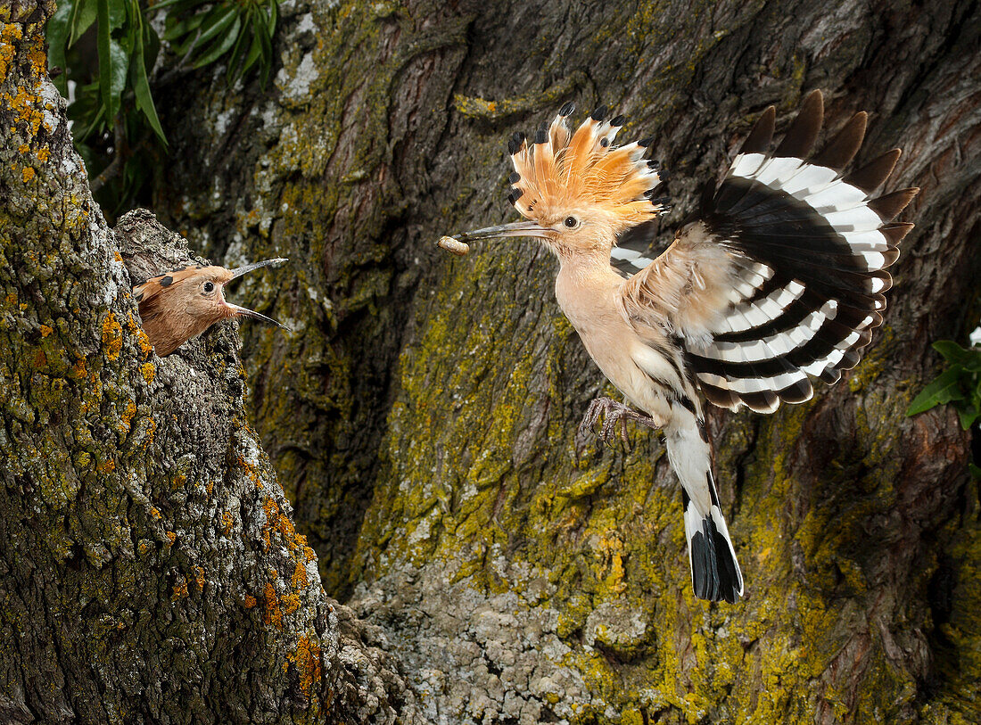 Eurasian Hoopoe (Upupa epops) parent feeding chick in nest cavity, Spain