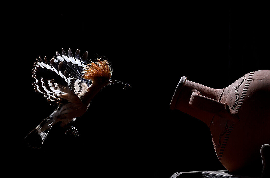 Hoopoe (Upupa epops) in flight with prey on peak to feed babies, Salamanca, Castilla y Leon, Spain