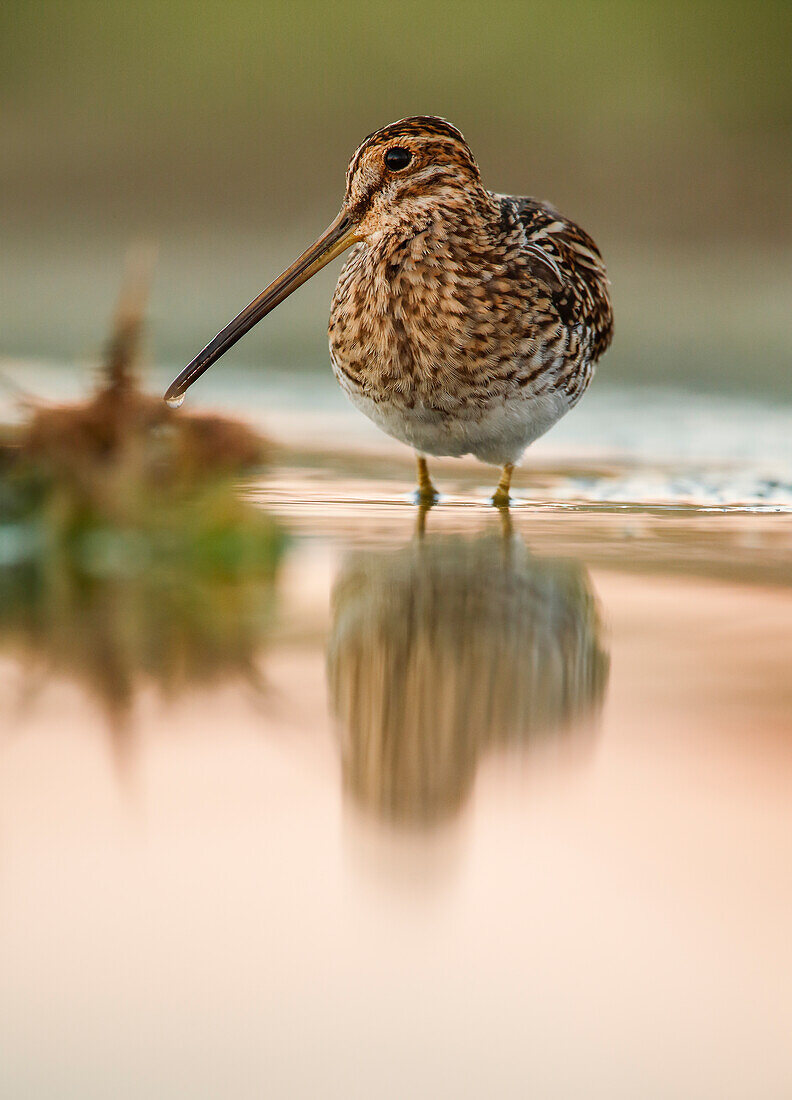 Common snipe (Gallinago gallinago), Salamanca, Castilla y Leon, Spain