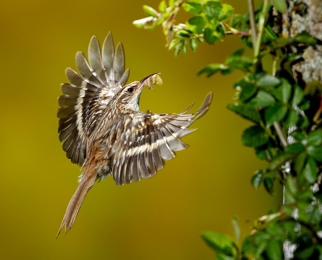 Fliegender Baumläufer (Certhia brachydactyla) mit Beute, Salamanca, Castilla y Leon , Spanien