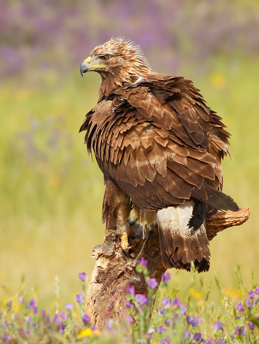 Golden Eagle (Aquila chrysaetos), Salamanca, castilla y Leon, Spain