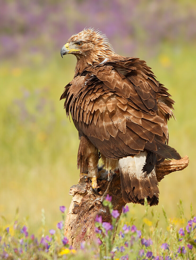 Steinadler (Aquila chrysaetos), Salamanca, Kastilien und Leon, Spanien