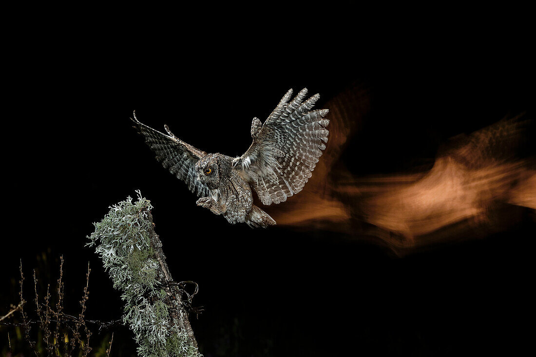 Eurasian Scops Owl (Otus scops) in flight at night, Salamanca, Castilla y Leon, Spain