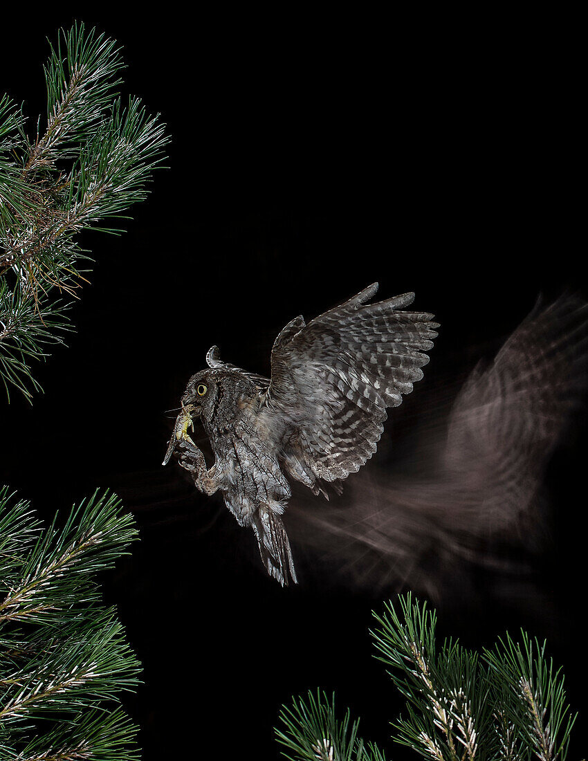 Eurasian Scops Owl (Otus scops) flying with prey, Salamanca, Castilla y León, Spain