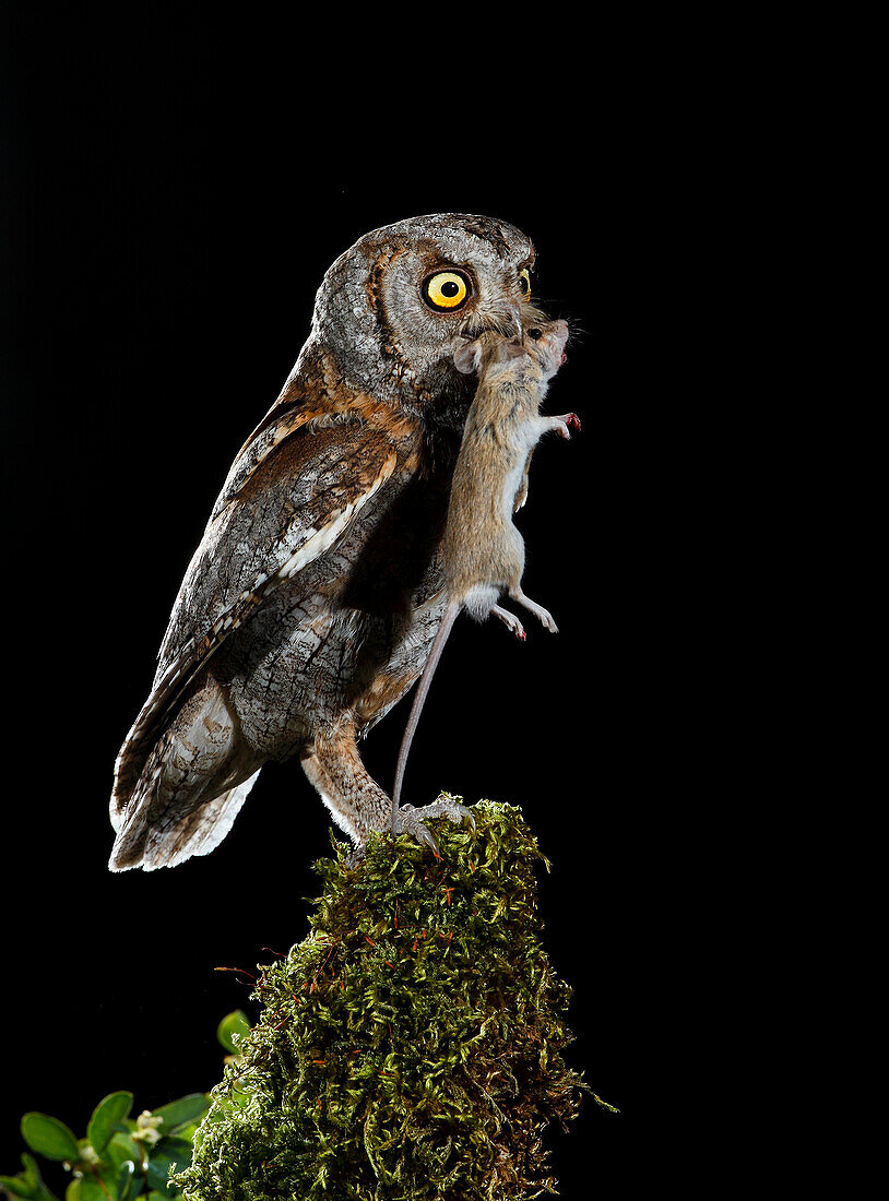 Eurasian Scops Owl (Otus scops). Adult at night perched with prey. Salamanca, Castilla y León, Spain