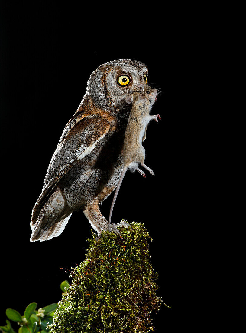 Zwergohreule (Otus scops). Erwachsene Eule bei Nacht mit Beute. Salamanca, Kastilien und León, Spanien