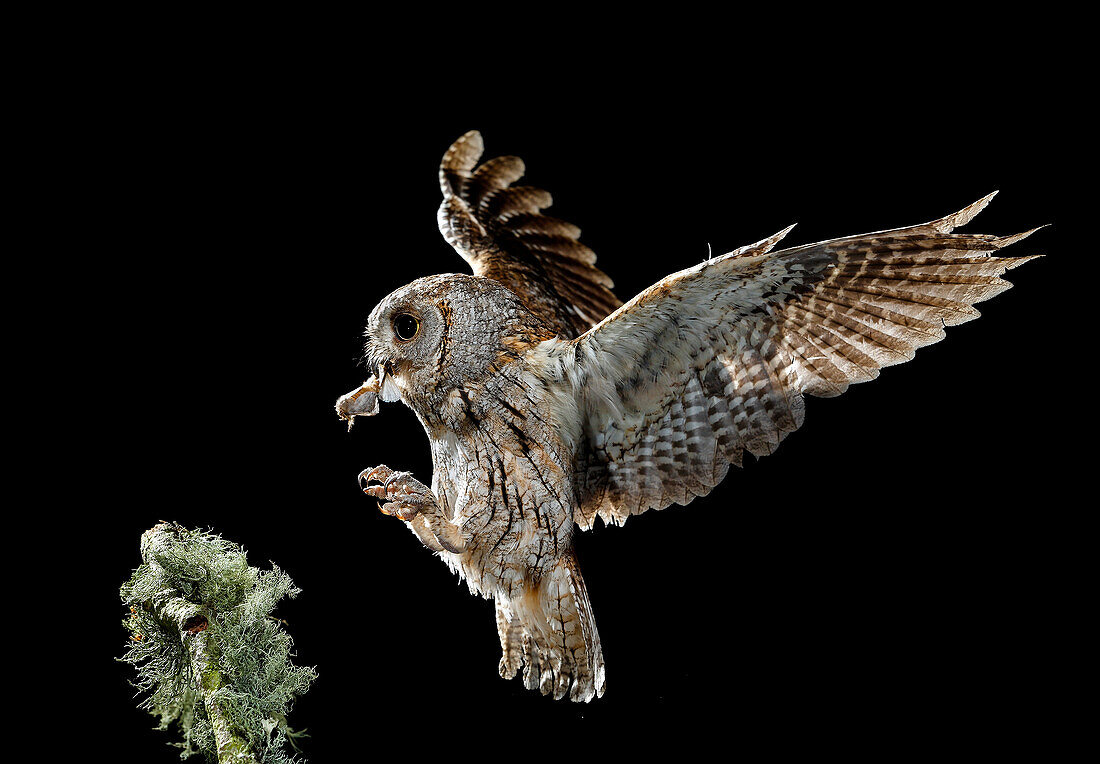 Zwergohreule (Otus scops). Erwachsene Eule im Nachtflug mit Beute. Salamanca, Kastilien und León, Spanien