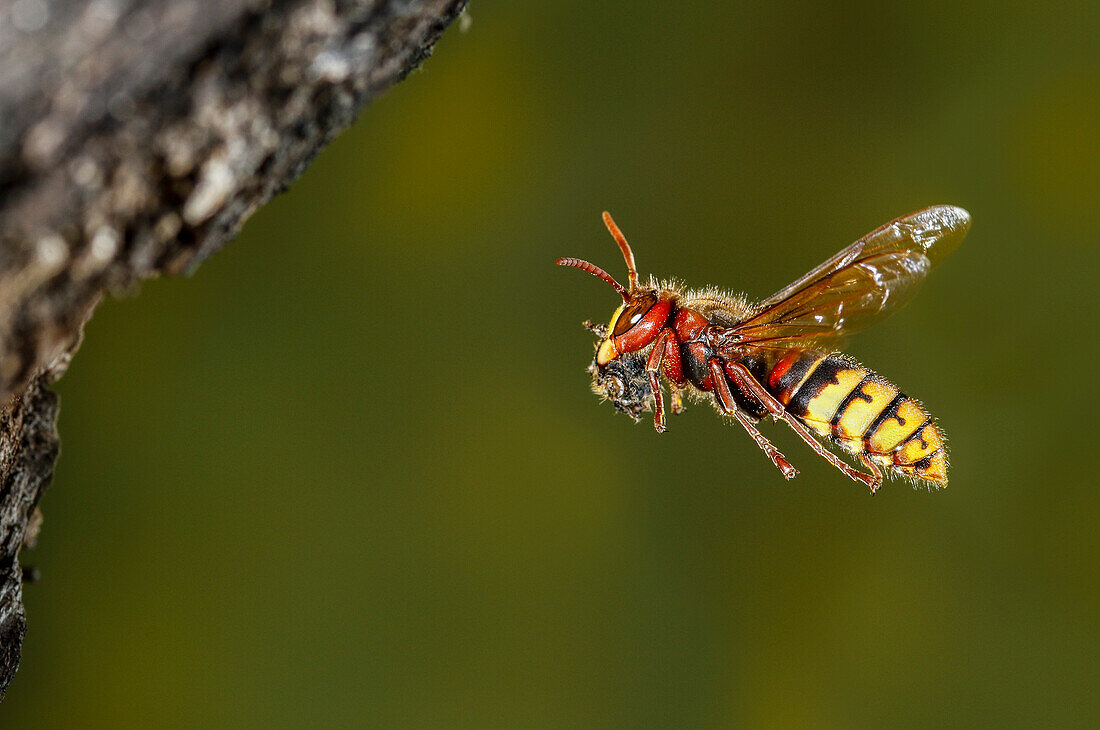 European hornet (Vespa crabro). Adult flying with prey, Salamanca, Castilla y León, Spain