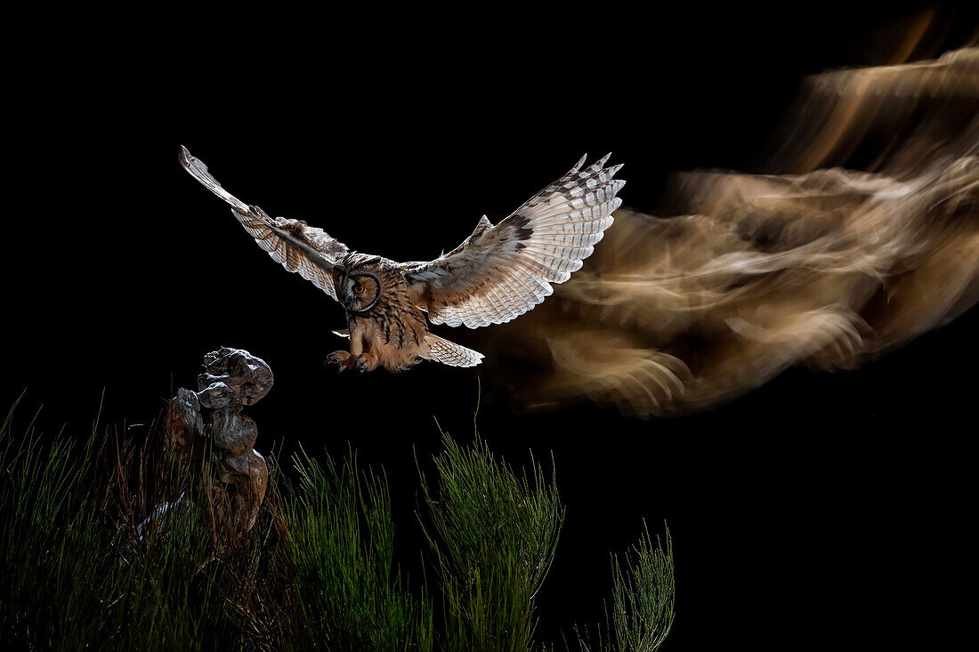 Long-eared Owl (Asio otus) in flight, Salamanca, Castilla y León, Spain