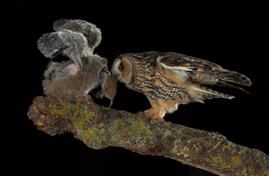 Long-eared Owl (Asio otus) with prey, Salamanca, Castilla y León, Spain