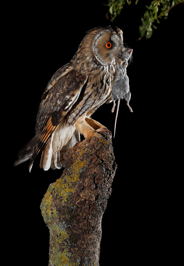 Long-eared Owl (Asio otus) with prey, Salamanca, Castilla y León, Spain