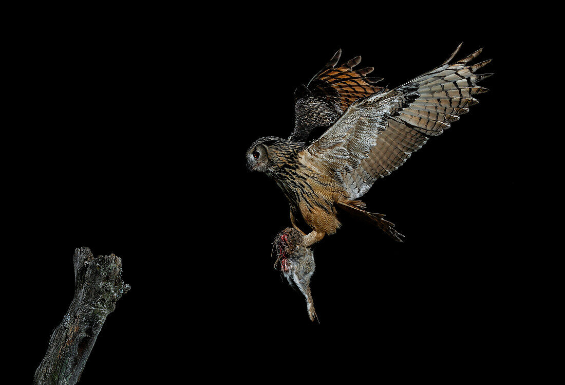 Eurasian eagle-owl (Bubo bubo) flying at night with prey, Salamanca, Castilla y León, Spain