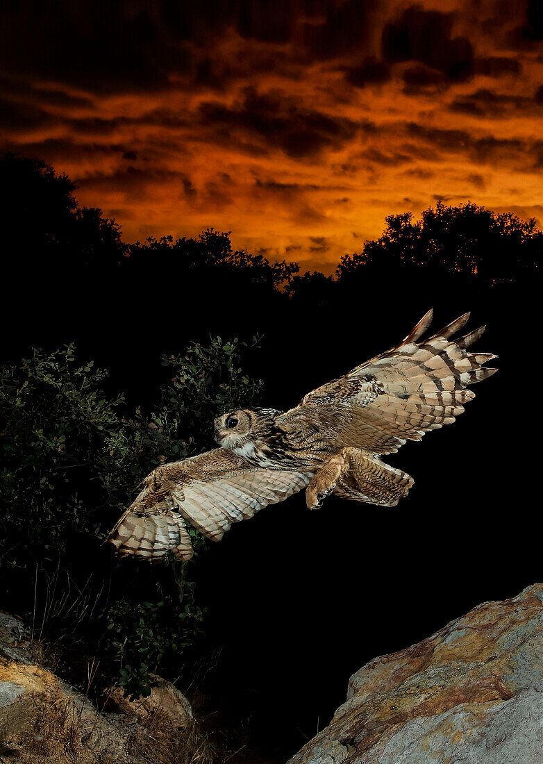 Porträt eines Uhus (Bubo bubo) im nächtlichen Flug, Salamanca, Kastilien-León, Spanien