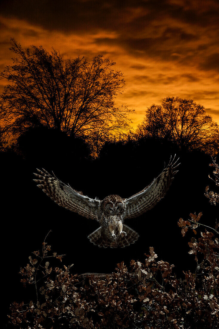 Dramatic portrait of a Tawny Owl (Strix aluco) flying at night, Salamanca, Castilla y Leon, Spain