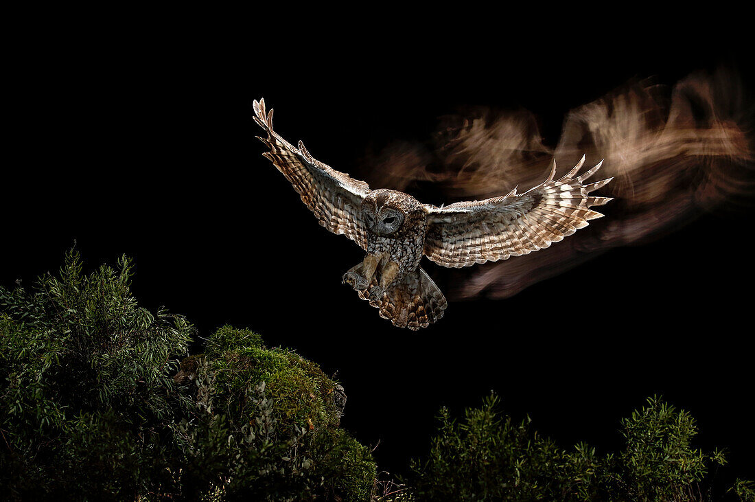 Dramatisches Porträt eines Waldkauzes (Strix aluco) im Nachtflug, Salamanca, Castilla y Leon, Spanien