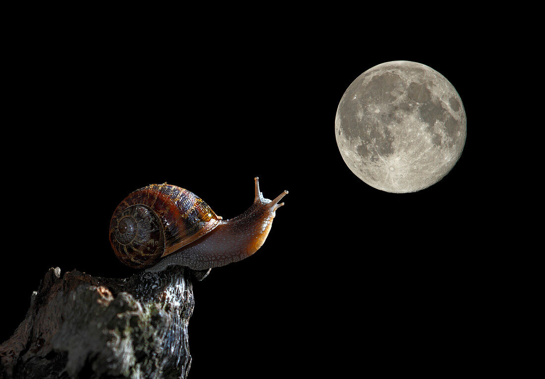 Snail (Helix pomatia) with moon in background, Spain
