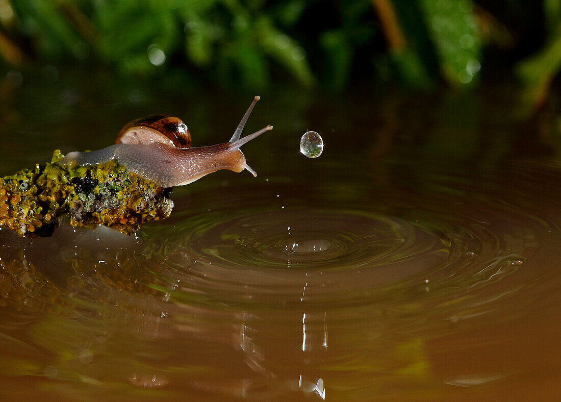 Schnecke (Helix pomatia), Spanien