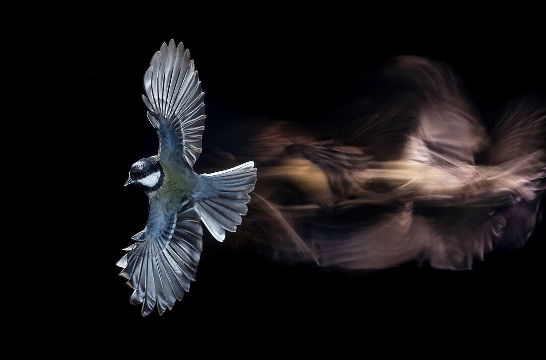 Coal Tit (Parus ater) in flight, Salamanca, Castilla y Leon, Spain