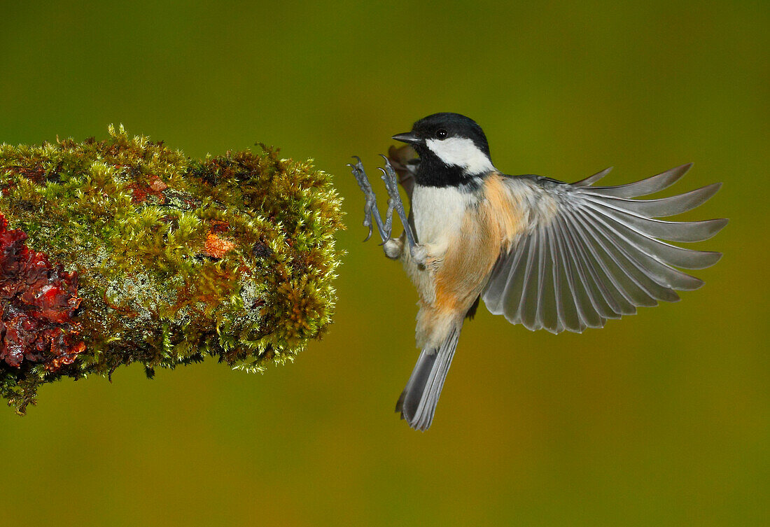 Coal Tit (Parus ater) in flight, Salamanca, Castilla y Leon, Spain