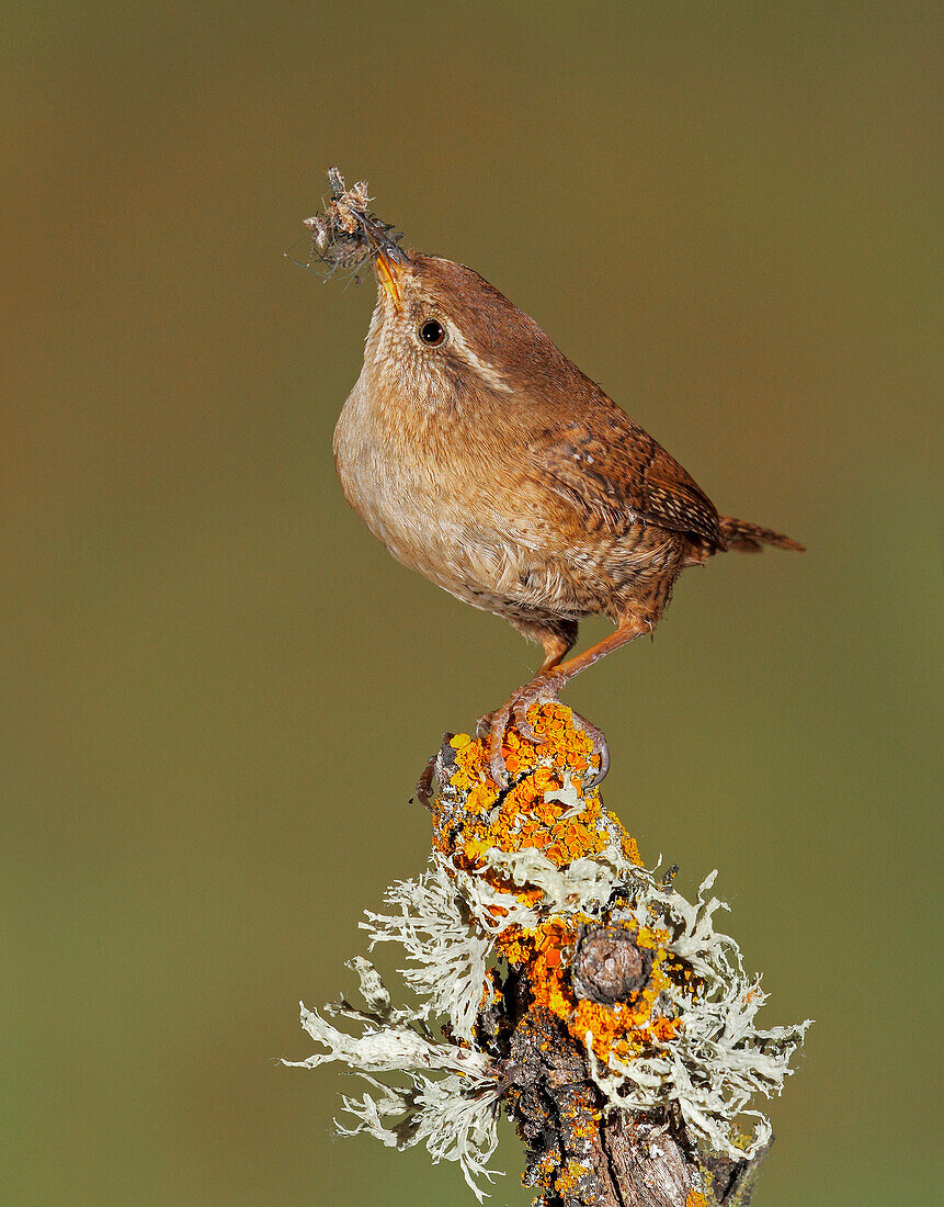 Eurasian Wren (Troglodytes troglodytes) flying with prey, Spain