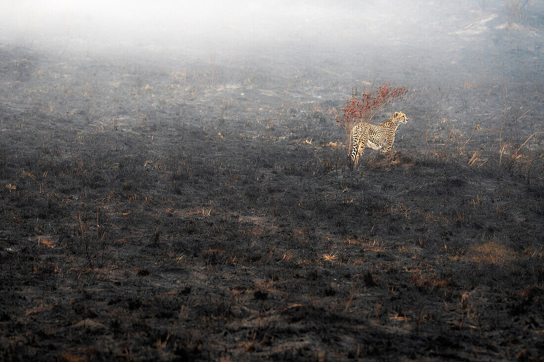 Cheetah hunting in an area devastated by a wildfire in the Masaimara National Reserve, Kenya