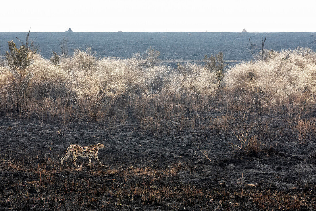 Gepardenjagd in einem von einem Waldbrand verwüsteten Gebiet im Masaimara-Nationalreservat, Kenia