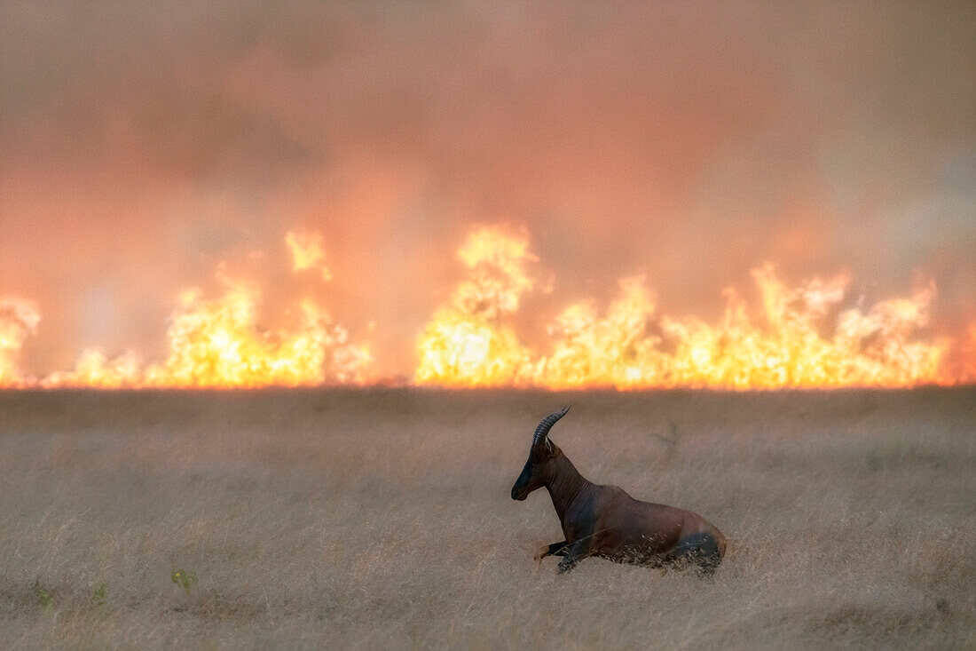 Ein Topi (Damaliscus lunatus) beim Überqueren eines Buschfeuers in den Masaimara, Kenia