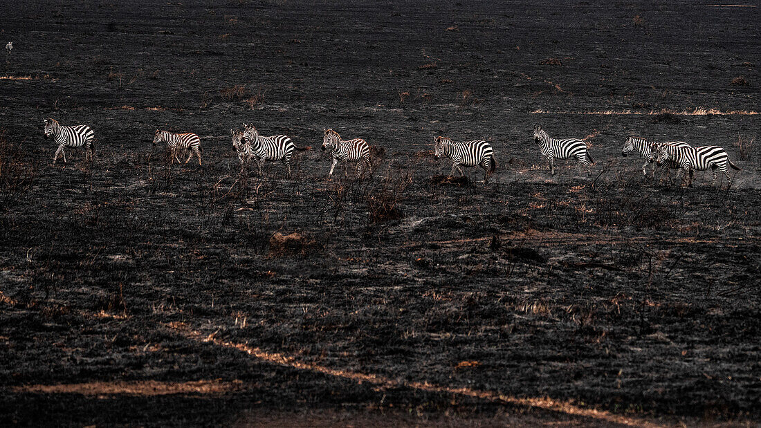 Zebras beim Überqueren eines Waldbrandes im Masaimara-Nationalreservat, Kenia