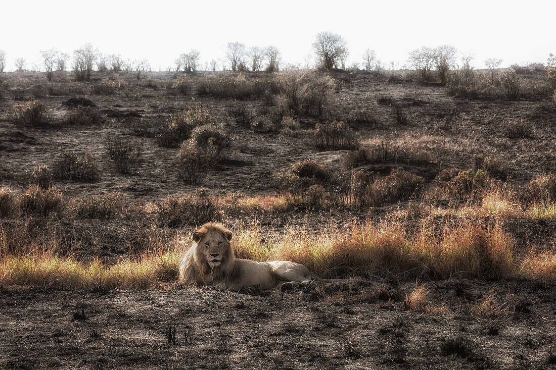 Männlicher Löwe in einem von Waldbränden verwüsteten Gebiet der Masaimara, Kenia