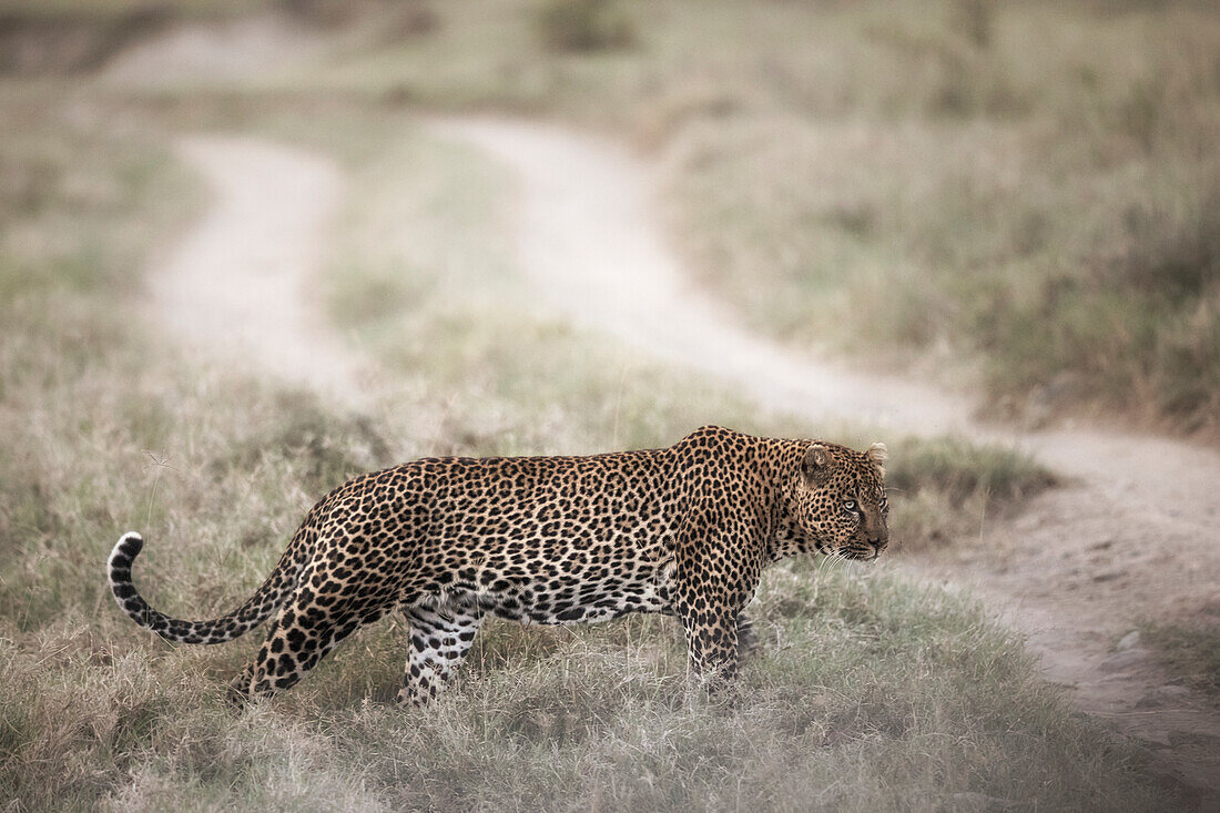 Leopard crossing a road in Lake Nakuru National Park