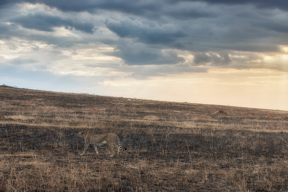 Cheetah resting in an area devastated by a wildfire in the Masaimara National Reserve, Kenya