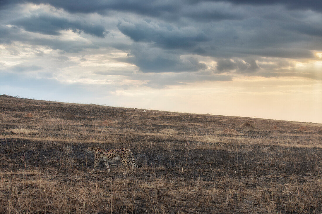 Gepard, der in einem von einem Waldbrand verwüsteten Gebiet im Masaimara-Nationalreservat ruht, Kenia