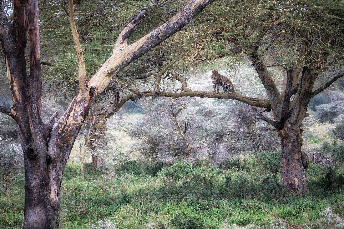 Leopard in Lake Nakuru National Park, Kenya