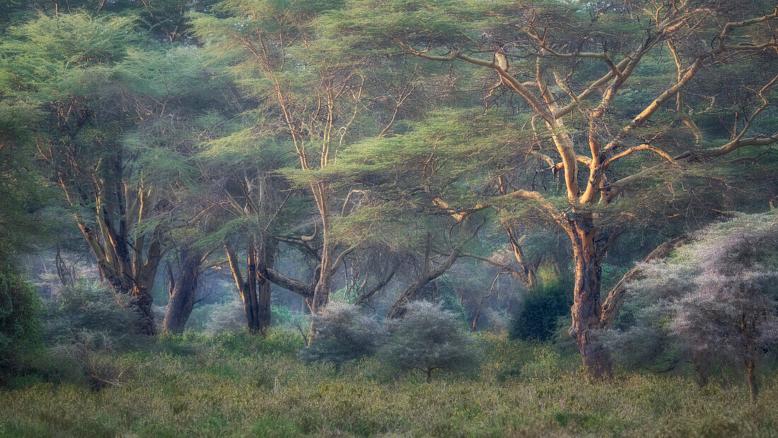 Forest in Lake Nakuru National Park, Nakuru, Kenya