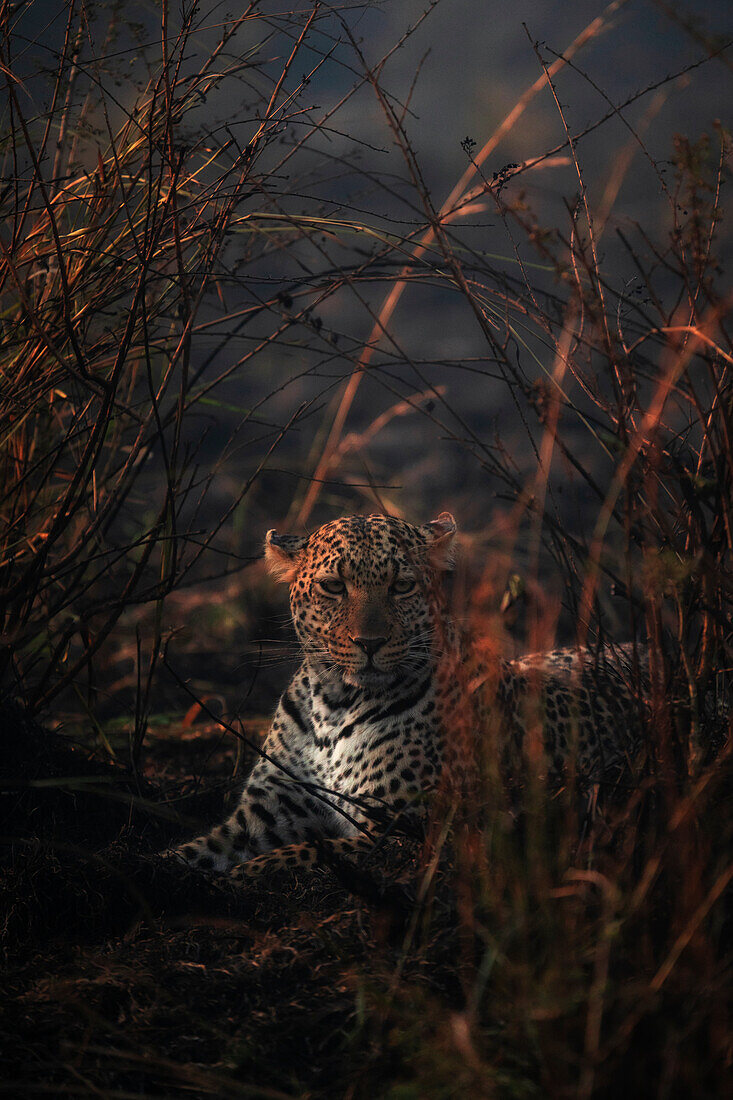 Leopard in einem Gebiet der Masaimara, das kürzlich von einem Buschfeuer betroffen war