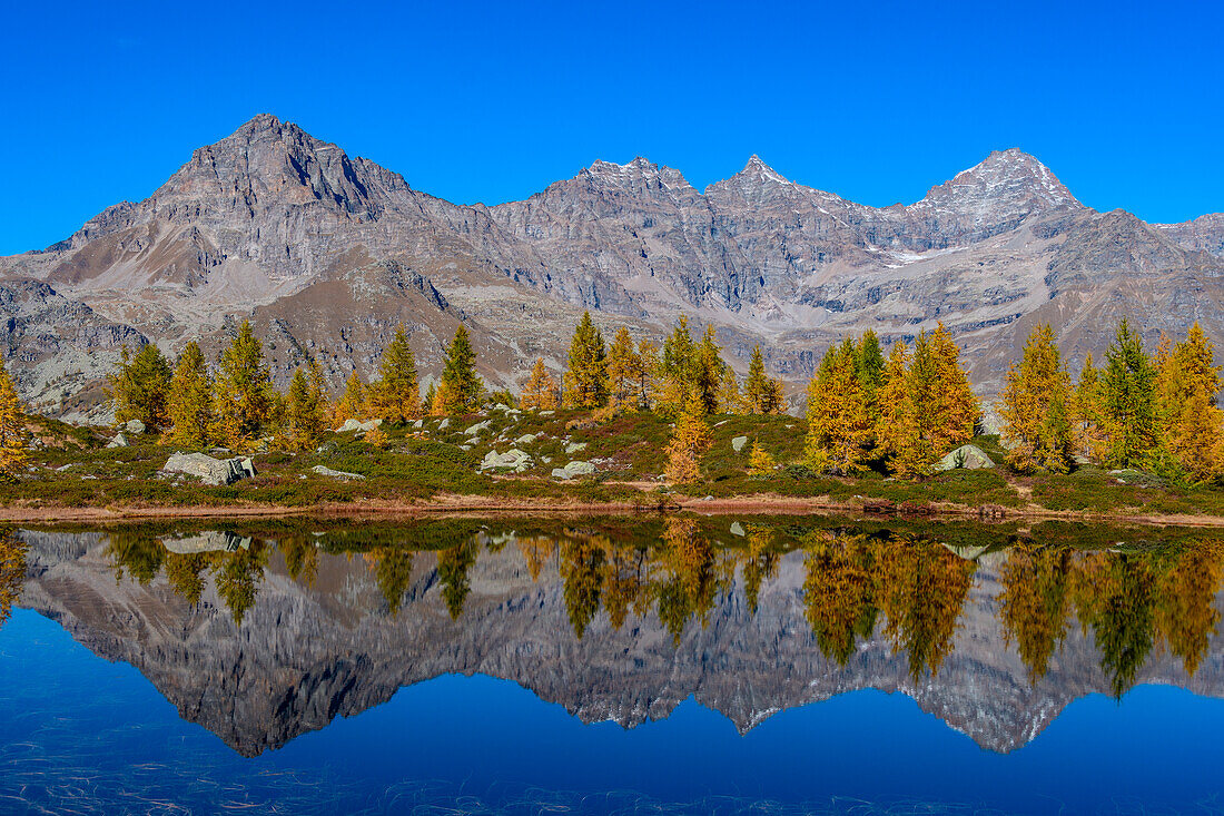 Bellagarda-See im Herbst und Gran-Paradiso-Massiv (Orco-Tal, Gran-Paradiso-Nationalpark, Piemont, Italien, italienische Alpen)