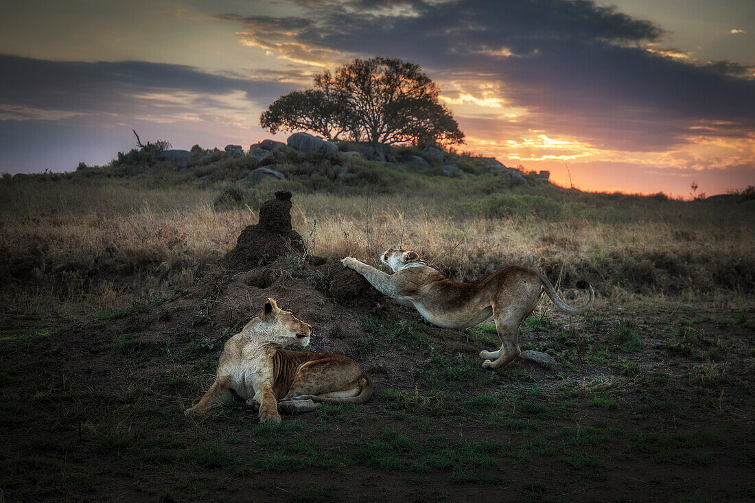 Löwinnen ruhen sich in der Morgendämmerung in der Serengeti aus, Tansania