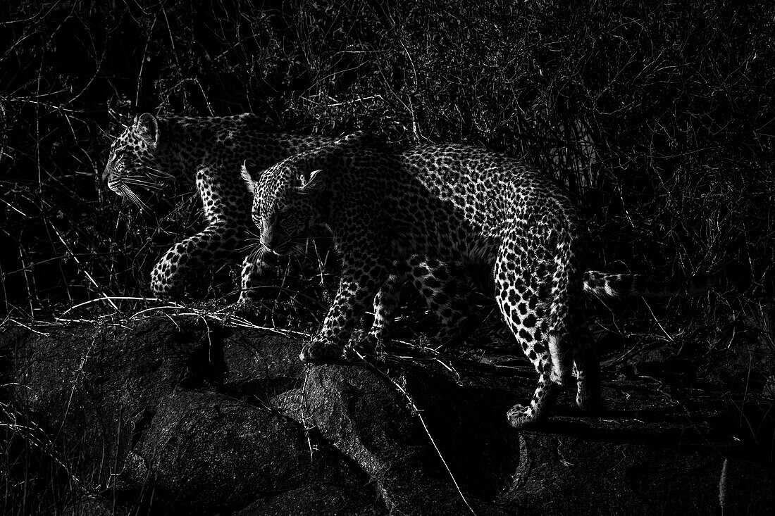 Leopardenmutter und Jungtier in der Serengeti, Tansania