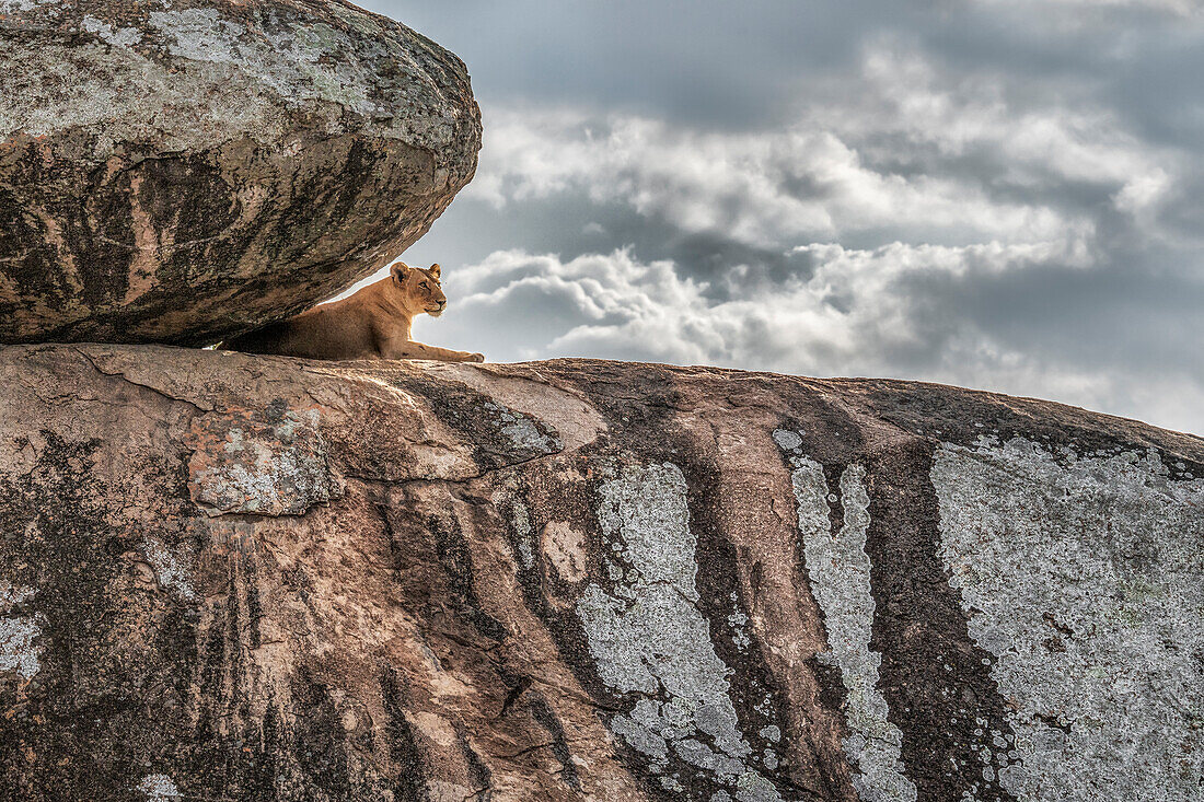 A lioness resting on a kopje in the serengeti, Tanzania