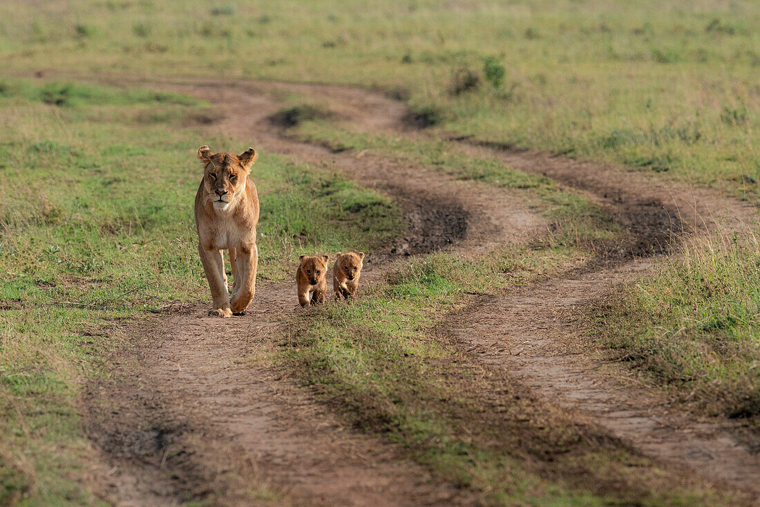 Löwenfamilie, mit Jungen, in der Serengeti, Tansania