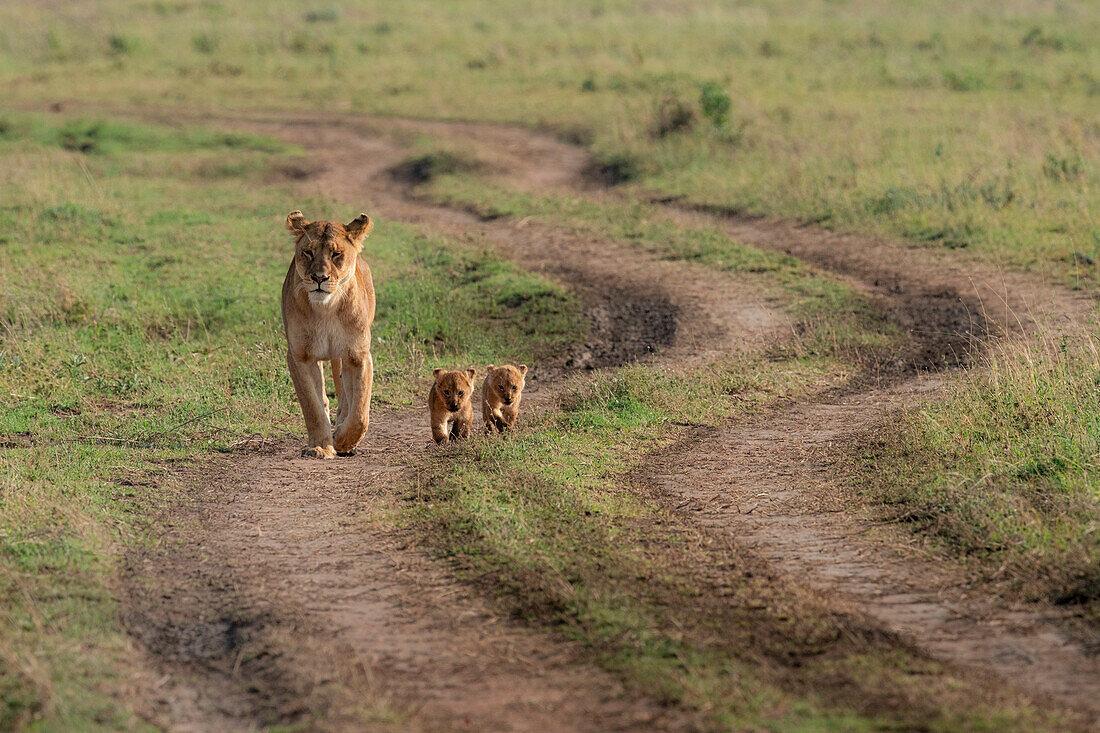 lion family, with cubs, in the Serengeti, Tanzania