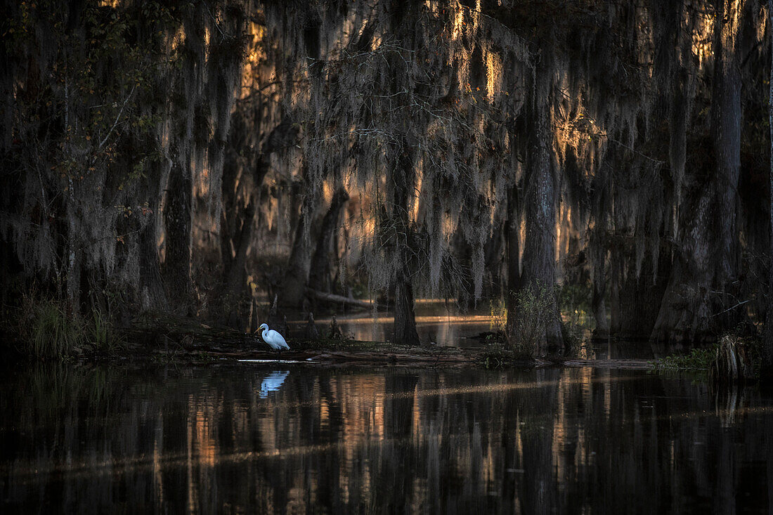 Silberreiher (Ardea alba) im Lake Caddo im Herbst, an der Grenze zwischen Texas und Louisiana