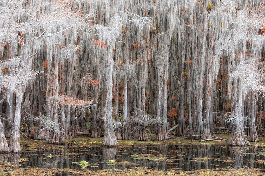 Sumpfzypresse in Herbstfarben, Caddo-See, Texas