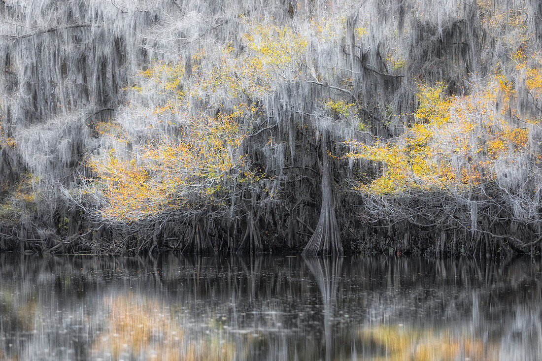 Kahle Zypresse in Herbstfarben, Caddo-See, Texas