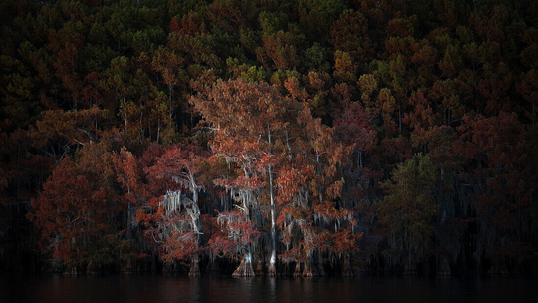 Kahle Zypresse in Herbstfarben, Caddo-See, Texas