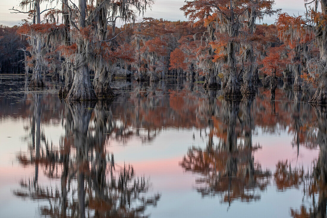 Kahle Zypresse in Herbstfarben, Caddo-See, Texas