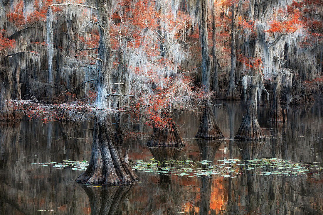 Kahle Zypresse in Herbstfarben, Caddo-See, Texas