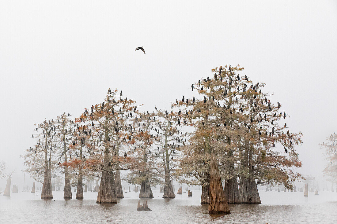 Kormorane (Phalacrocorax carbo) rasten auf den kahlen Zypressen im Atchafalaya-Becken, Louisiana