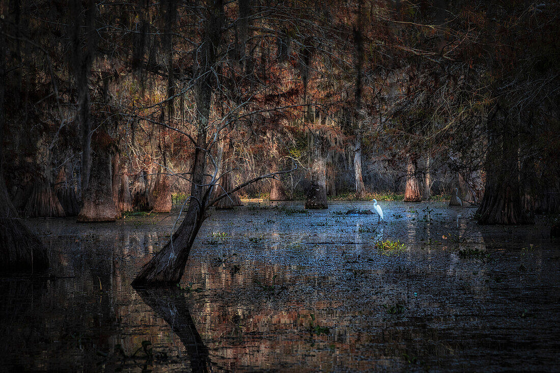 Reiher im Lake Martin bei Sonnenaufgang, Atchafalaya-Becken, Louisiana